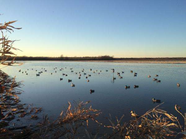 Stuttgart AR Waterfowl Hunting